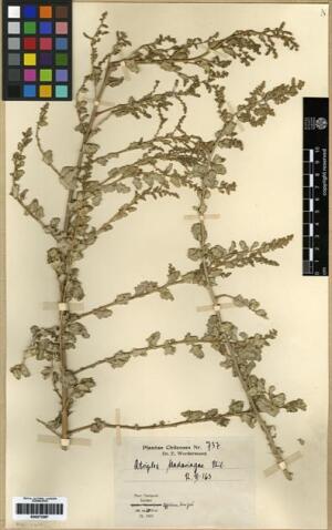Atriplex madariagae [Espécimen: ]
