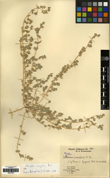 Atriplex oreophila [Espécimen: ]