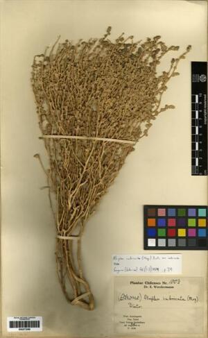 Atriplex imbricata [Espécimen: ]