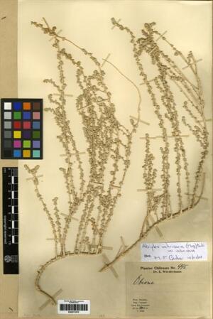 Atriplex imbricata [Espécimen: ]