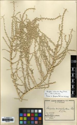 Atriplex imbricata [Espécimen: ]