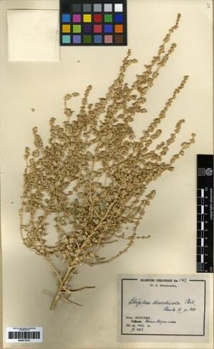 Atriplex retusa [Espécimen: ]