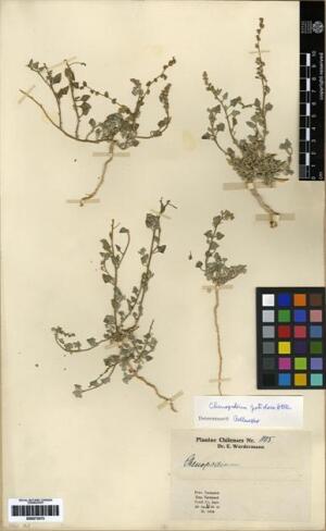 Chenopodium petiolare [Espécimen: ]