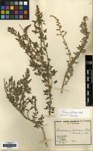 Chenopodium petiolare [Espécimen: ]