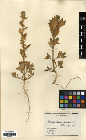 Chenopodiastrum murale [Espécimen: ]