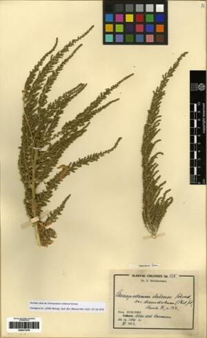 Dysphania chilensis [Espécimen: ]