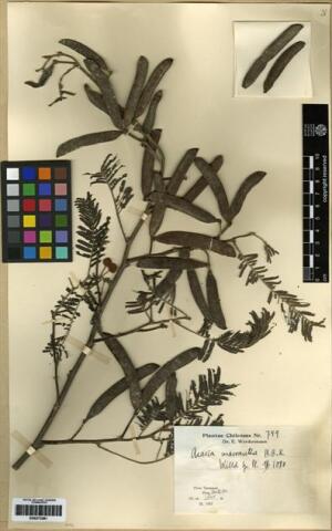 Vachellia macracantha [Espécimen: ]
