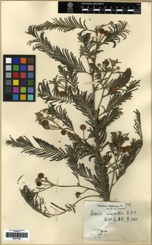 Vachellia macracantha [Espécimen: ]