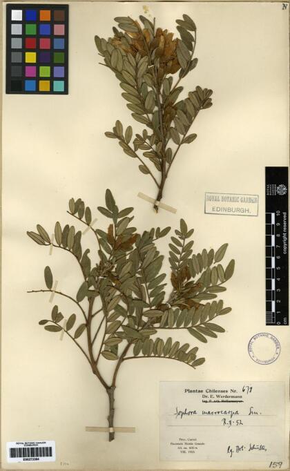 Sophora macrocarpa [Espécimen: ]