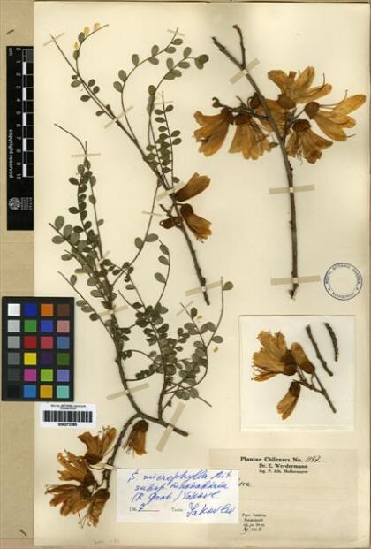 Sophora cassioides [Espécimen: ]