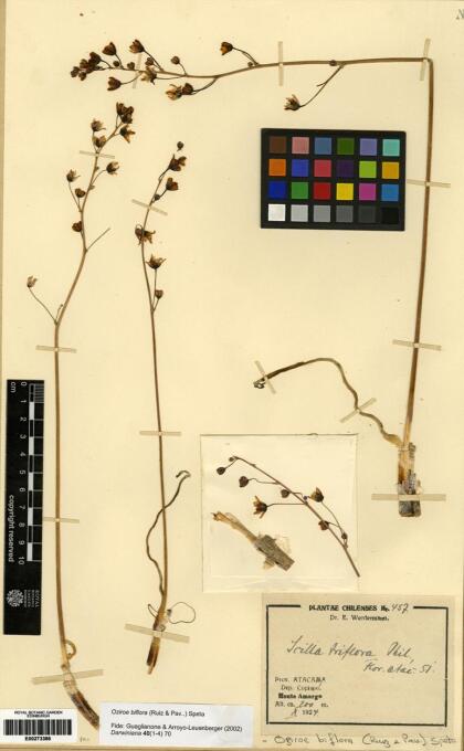 Oziroe biflora [Espécimen: ]