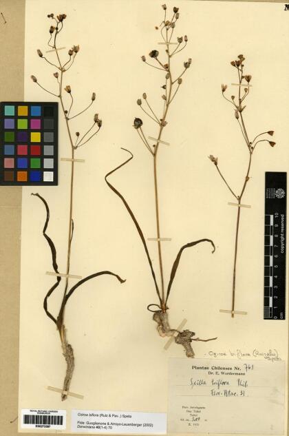 Oziroe biflora [Espécimen: ]