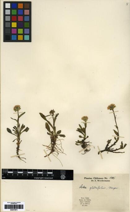 Symphyotrichum glabrifolium [Espécimen: ]
