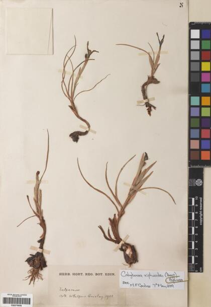 Calydorea xiphioides [Espécimen: ]