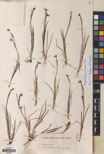 Sisyrinchium chilense [Espécimen: ]