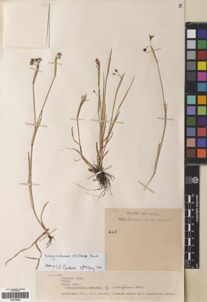 Sisyrinchium chilense [Espécimen: ]