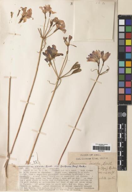 Leucocoryne ixioides [Espécimen: ]