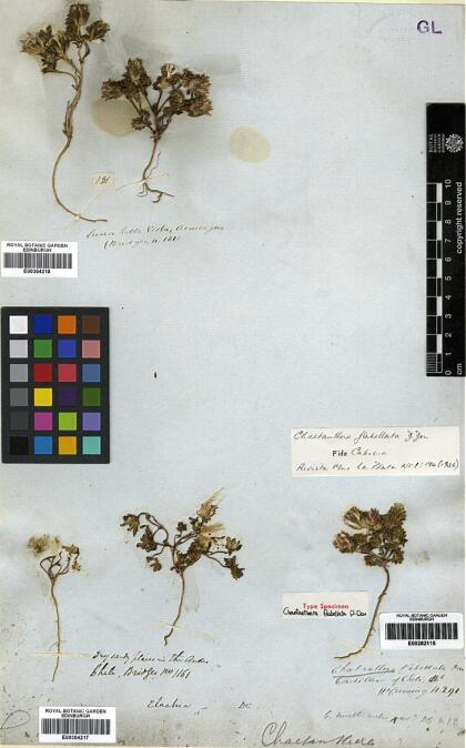 Chaetanthera flabellata [Espécimen: ]