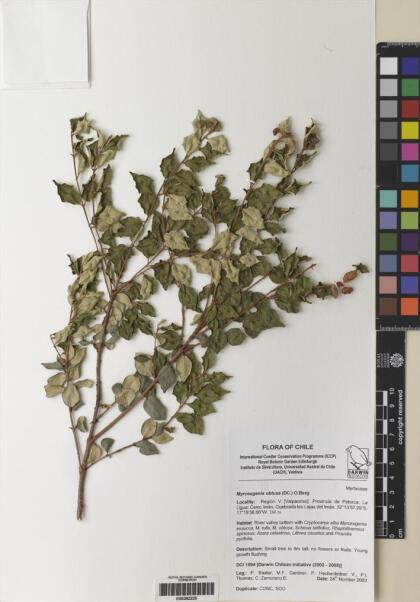 Myrceugenia obtusa [Espécimen: ]