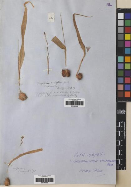 Tecophilaea violiflora [Espécimen: ]