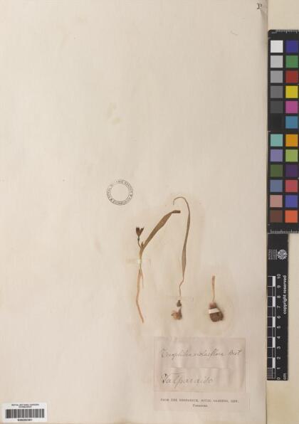 Tecophilaea violiflora [Espécimen: ]