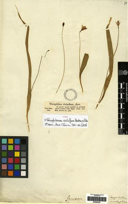 Tecophilaea violiflora [Espécimen: ]