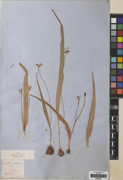 Tecophilaea violiflora [Espécimen: ]