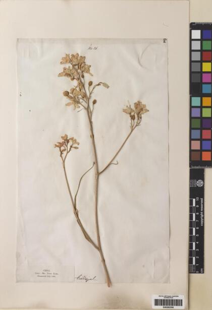 Zephyra elegans [Espécimen: ]