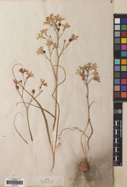 Zephyra elegans [Espécimen: ]