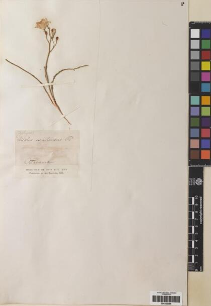 Zephyra elegans [Espécimen: ]