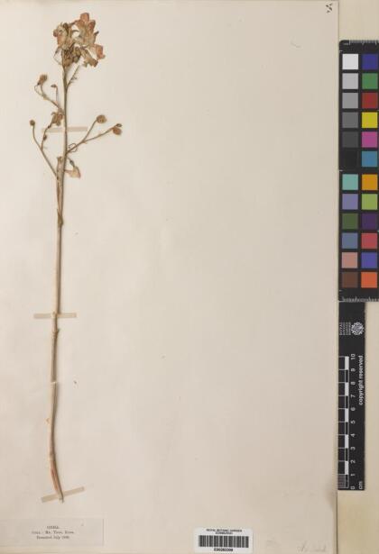 Zephyra elegans [Espécimen: ]