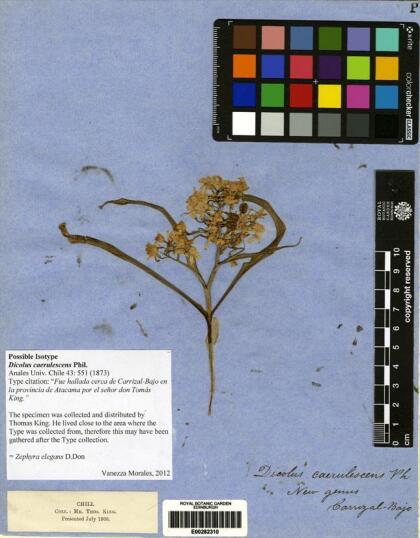 Zephyra elegans [Espécimen: ]