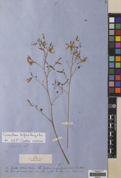 Conanthera bifolia [Espécimen: ]