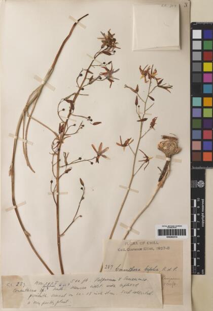 Conanthera bifolia [Espécimen: ]