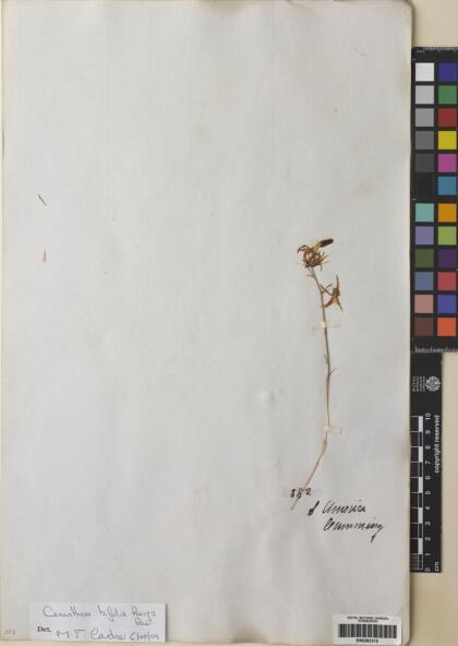 Conanthera bifolia [Espécimen: ]