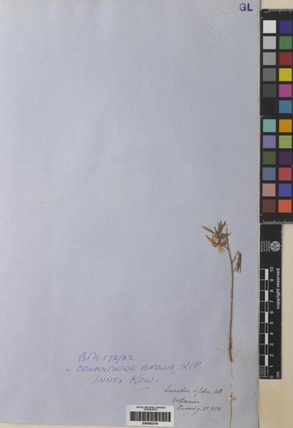 Conanthera bifolia [Espécimen: ]