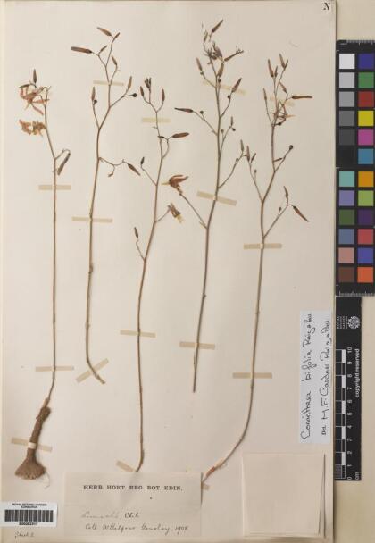 Conanthera bifolia [Espécimen: ]