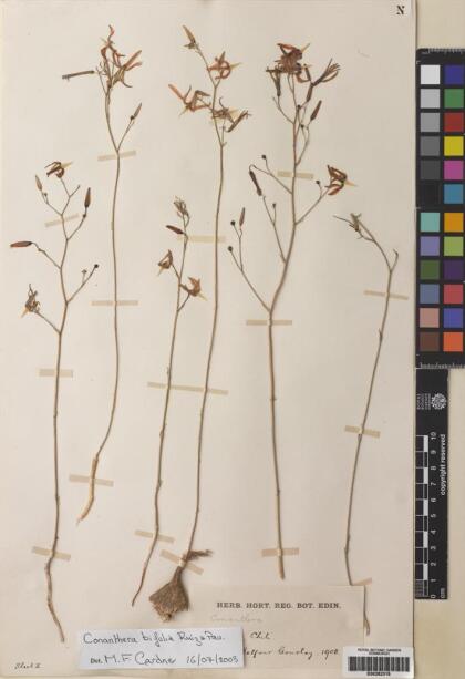Conanthera bifolia [Espécimen: ]