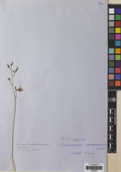 Conanthera campanulata [Espécimen: ]