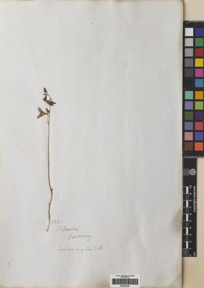 Conanthera campanulata [Espécimen: ]
