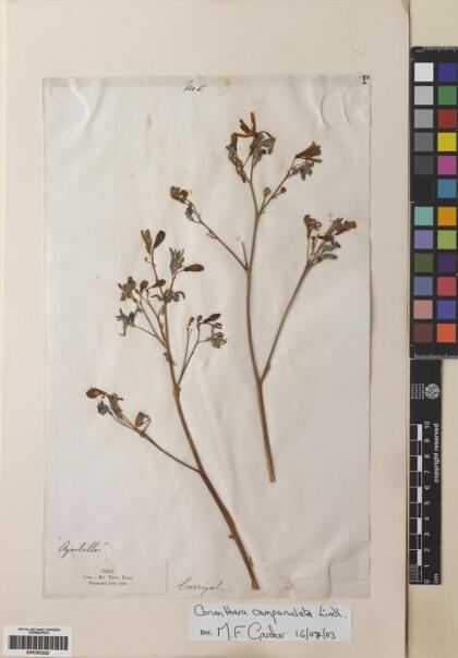 Conanthera campanulata [Espécimen: ]