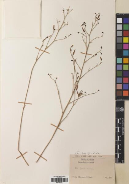 Conanthera campanulata [Espécimen: ]