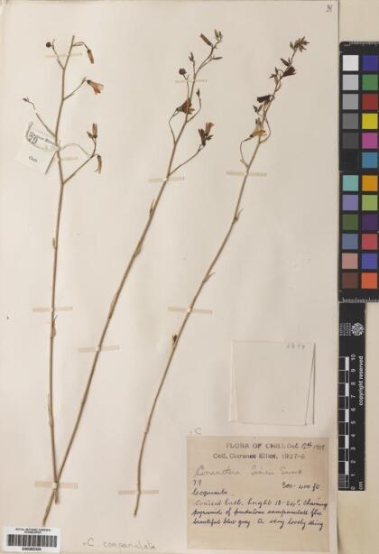 Conanthera campanulata [Espécimen: ]