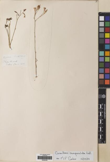 Conanthera campanulata [Espécimen: ]