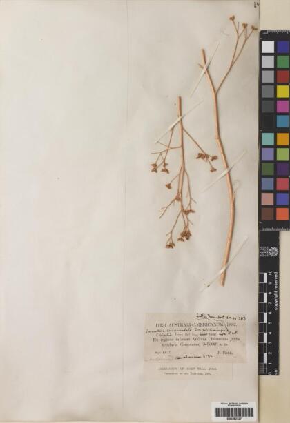 Conanthera campanulata [Espécimen: ]