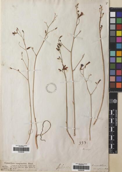 Conanthera campanulata [Espécimen: ]