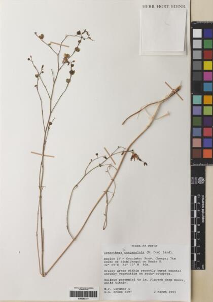 Conanthera campanulata [Espécimen: ]