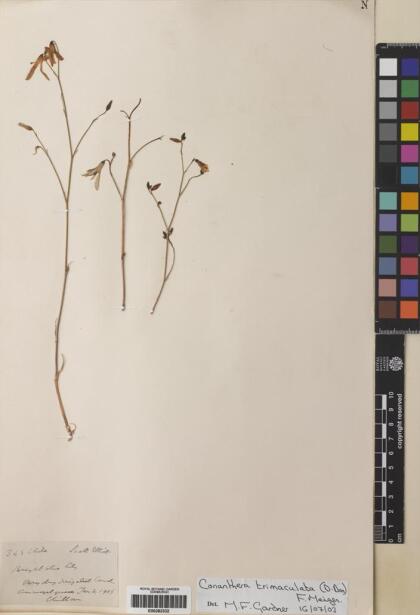 Conanthera trimaculata [Espécimen: ]