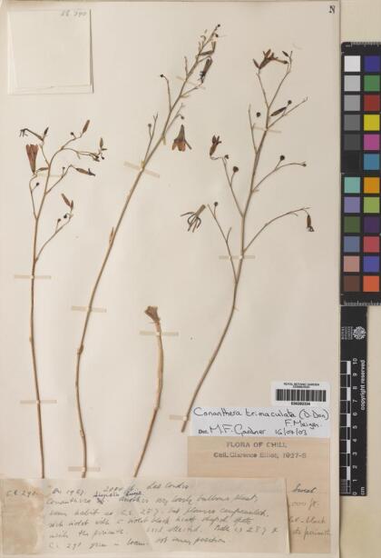 Conanthera trimaculata [Espécimen: ]
