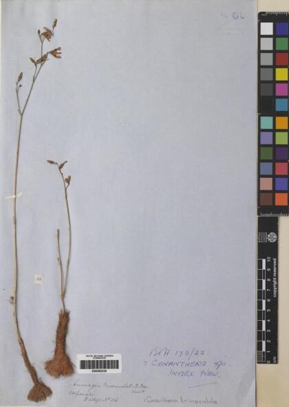 Conanthera trimaculata [Espécimen: ]